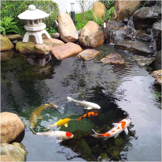 mau ho ca koi đẹp 9